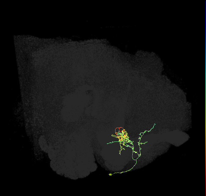 PAM05(B&bsol;'2p)_R (FlyEM-HB:1169989859)