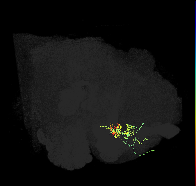 PAM05(B&bsol;'2p)_R (FlyEM-HB:1170404875)