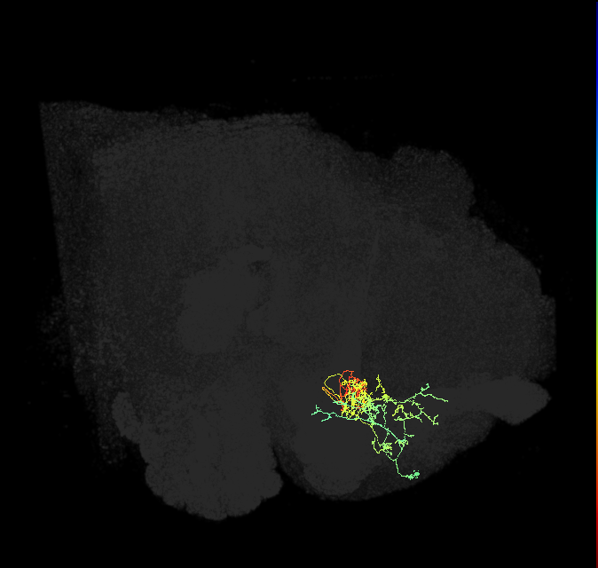 PAM05(B&bsol;'2p)_R (FlyEM-HB:923385340)
