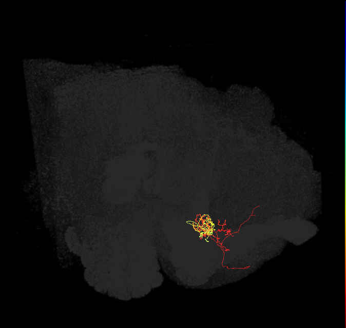 PAM05(B&bsol;'2p)_L (FlyEM-HB:5901205545)