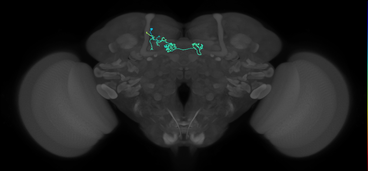 PAM05(B&bsol;'2p)_L (FlyEM-HB:5901205545)
