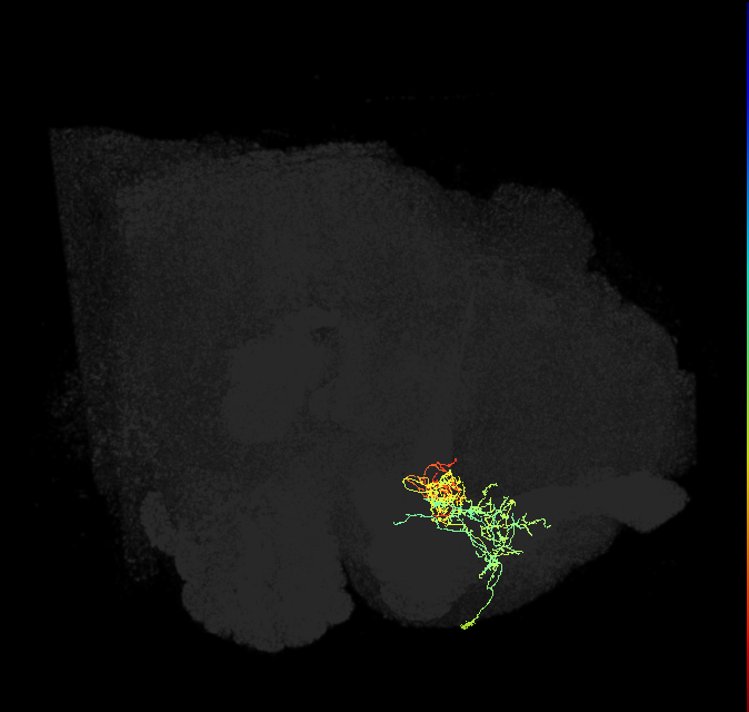 PAM05(B&bsol;'2p)_R (FlyEM-HB:830276571)