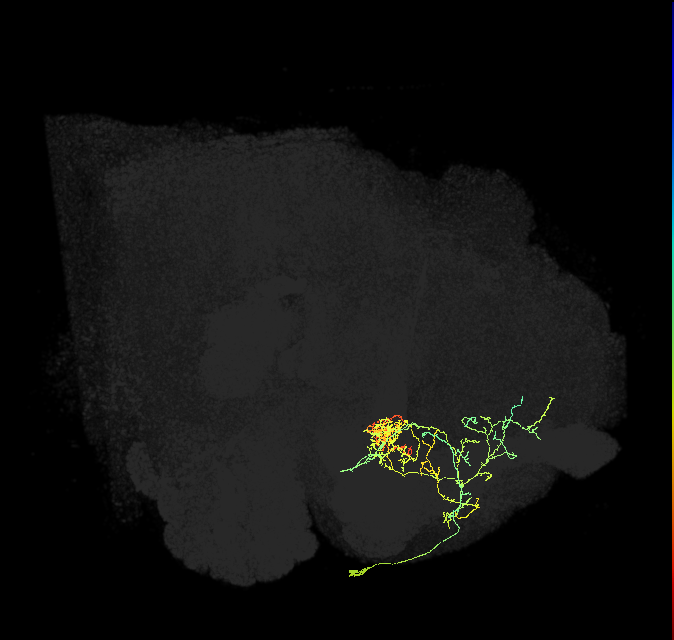 PAM06_a(B&bsol;'2m)_R (FlyEM-HB:5812979271)