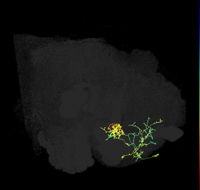 PAM06_a(B&bsol;'2m)_R (FlyEM-HB:675763039)