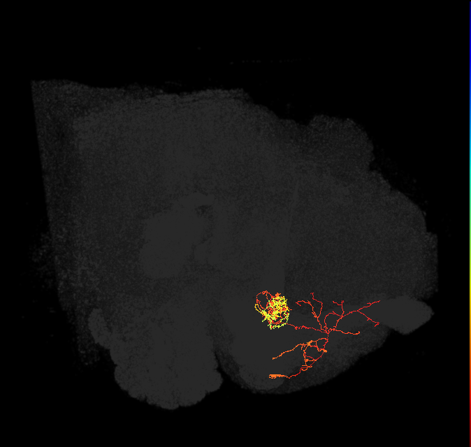 PAM06_a(B&bsol;'2m)_L (FlyEM-HB:1170348225)