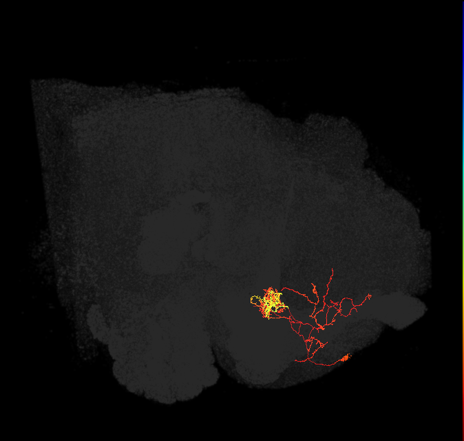 PAM06_a(B&bsol;'2m)_L (FlyEM-HB:735600320)