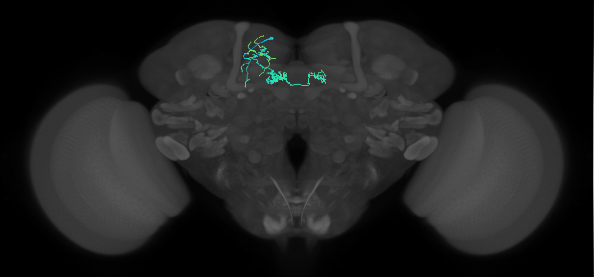 PAM06_a(B&bsol;'2m)_L (FlyEM-HB:735600320)