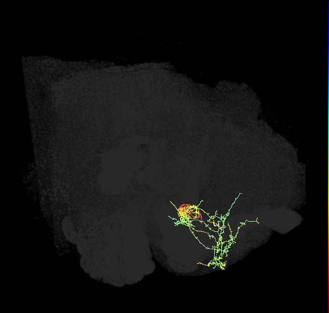 dopaminergic PAM neuron 6