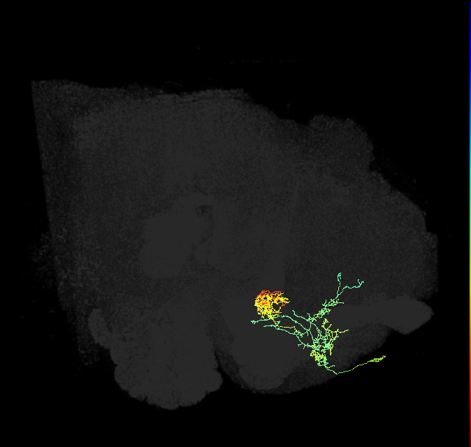 PAM06_a(B&bsol;'2m)_R (FlyEM-HB:765457262)