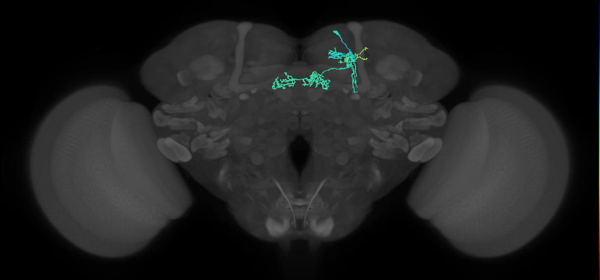PAM06_a(B&bsol;'2m)_R (FlyEM-HB:765457262)