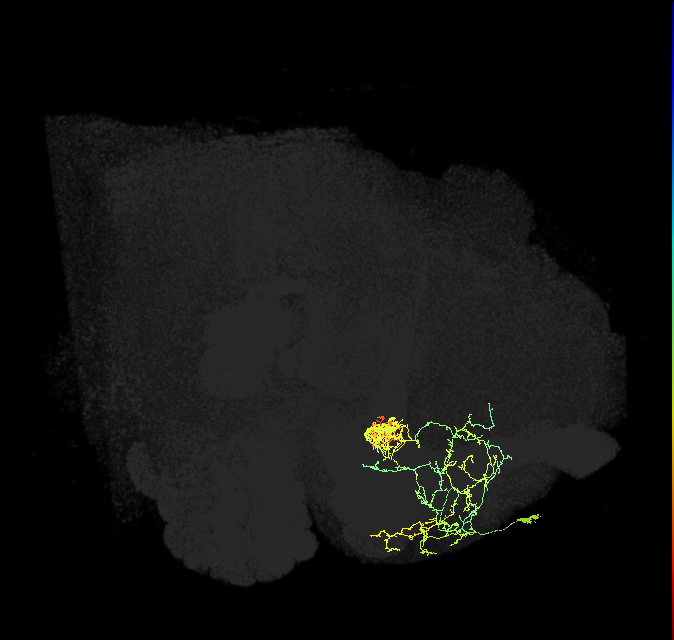 PAM06_a(B&bsol;'2m)_R (FlyEM-HB:5813127030)