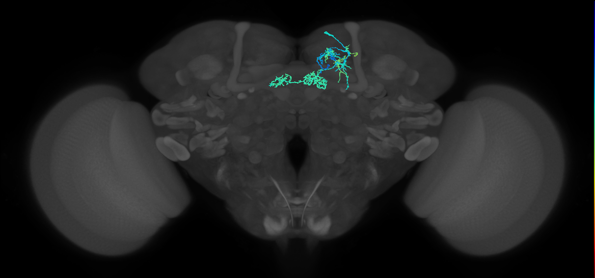 PAM06_a(B&bsol;'2m)_R (FlyEM-HB:5813127030)