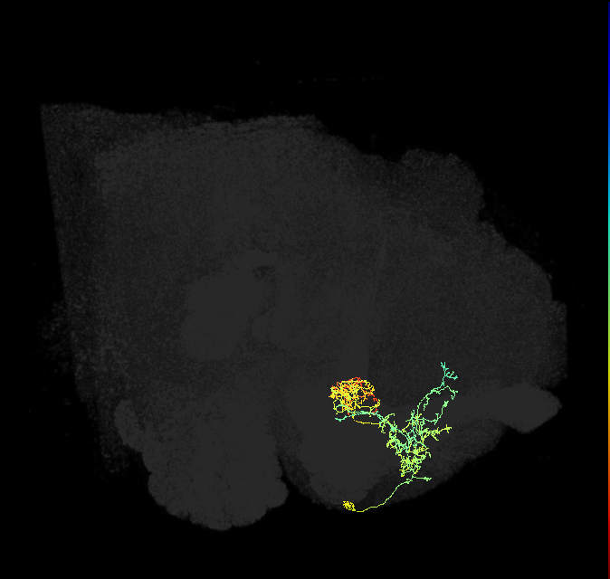 PAM06_a(B&bsol;'2m)_R (FlyEM-HB:1016839809)