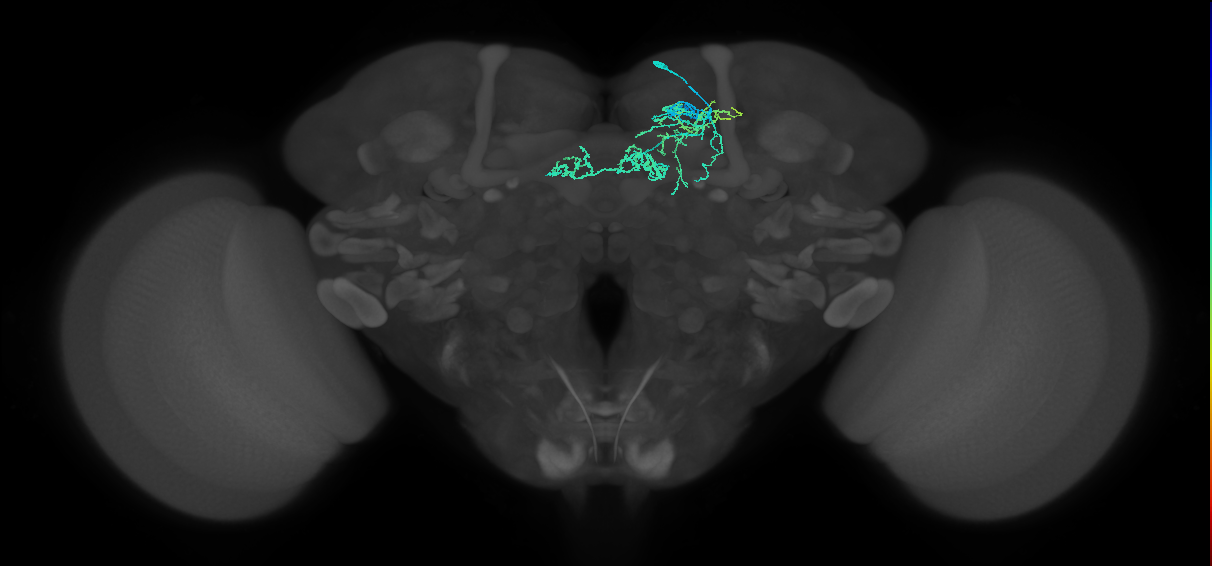 PAM06_a(B&bsol;'2m)_R (FlyEM-HB:5812982118)