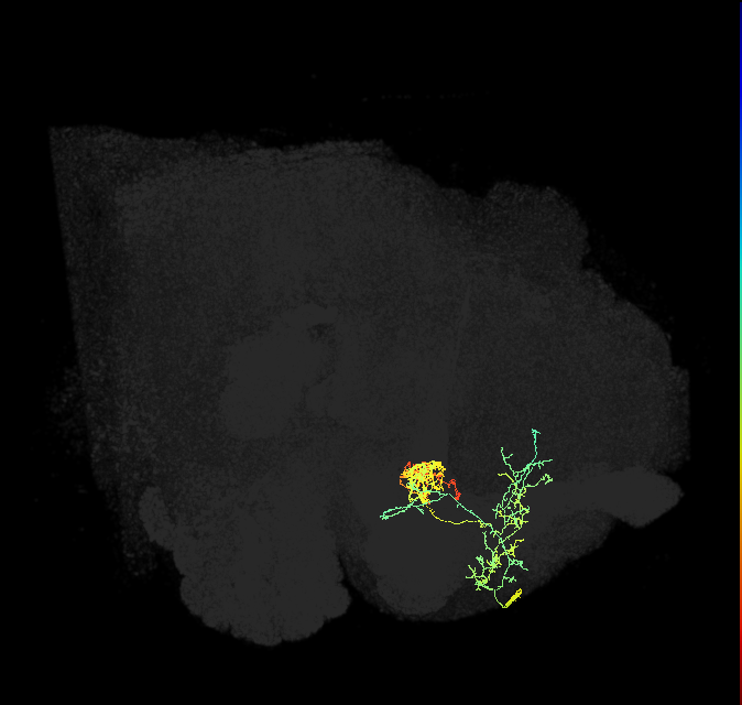 PAM06_a(B&bsol;'2m)_R (FlyEM-HB:1170413425)