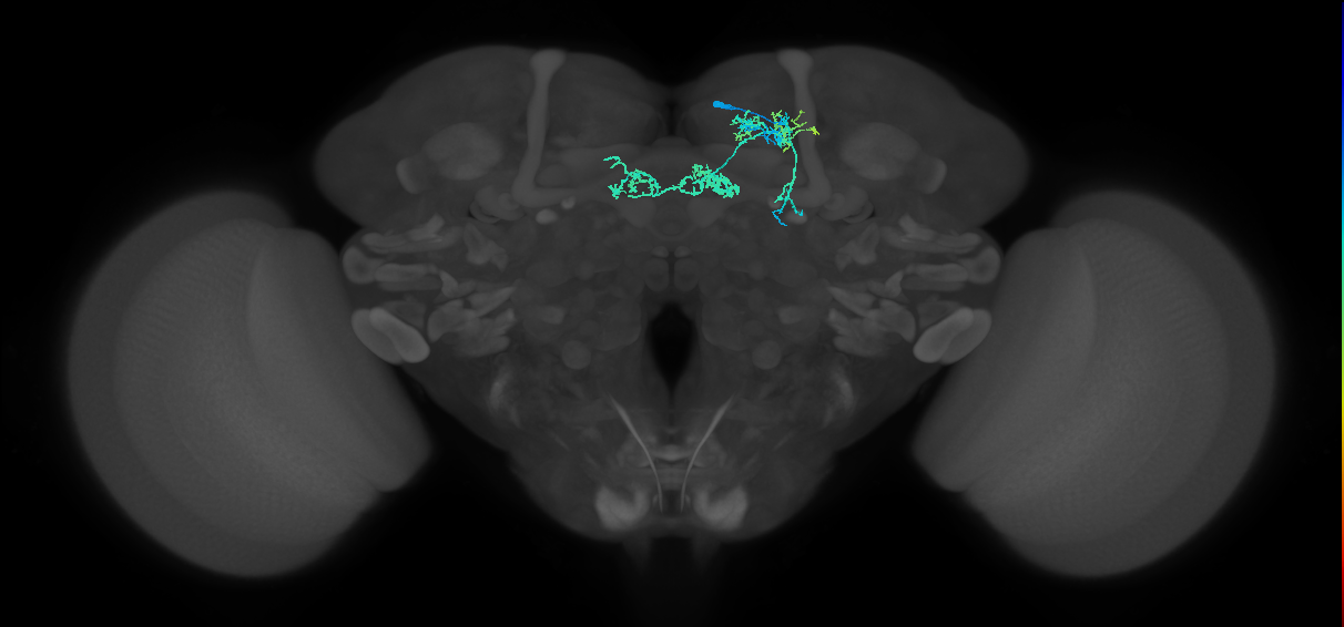 PAM06_a(B&bsol;'2m)_R (FlyEM-HB:1170413425)