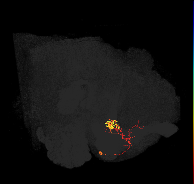 PAM06_a(B&bsol;'2m)_L (FlyEM-HB:798027992)