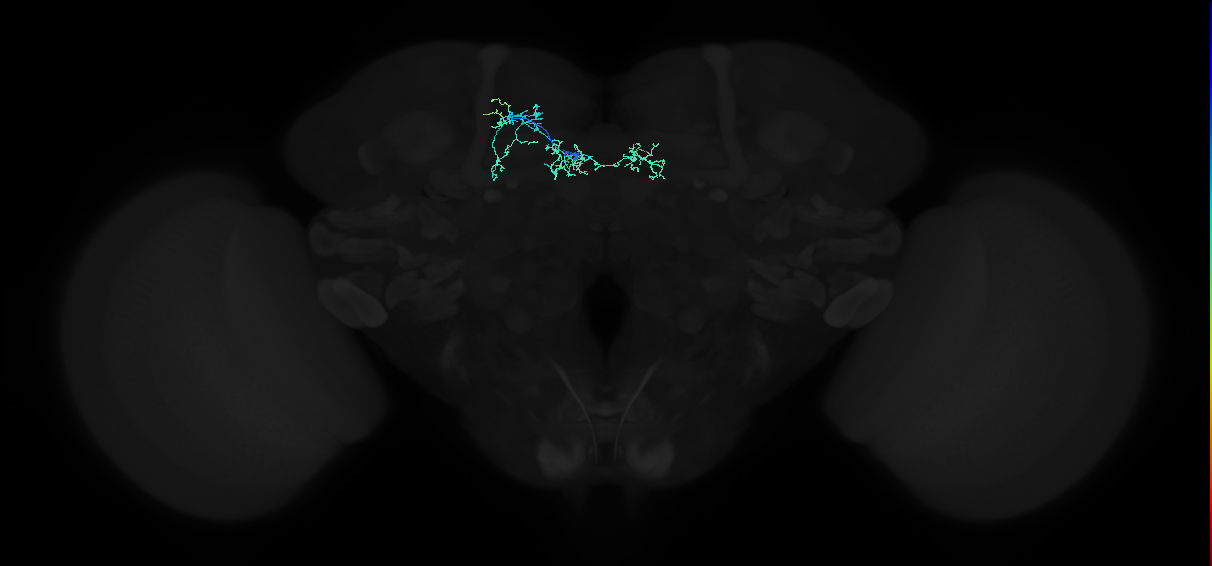 dopaminergic PAM neuron 6