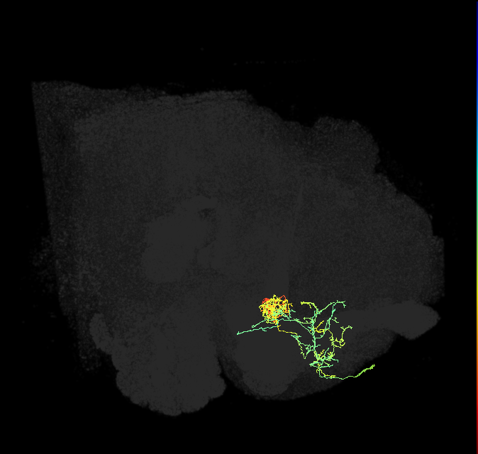PAM06_a(B&bsol;'2m)_R (FlyEM-HB:5813022201)