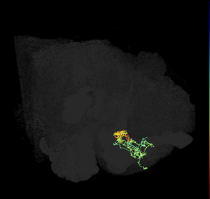 PAM06_a(B&bsol;'2m)_R (FlyEM-HB:1170322501)