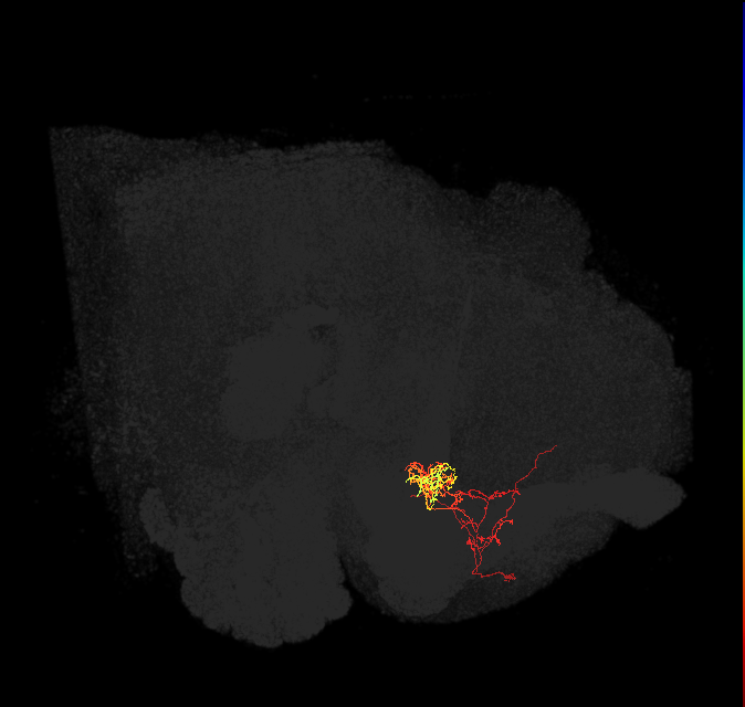PAM06_a(B&bsol;'2m)_L (FlyEM-HB:1200752926)