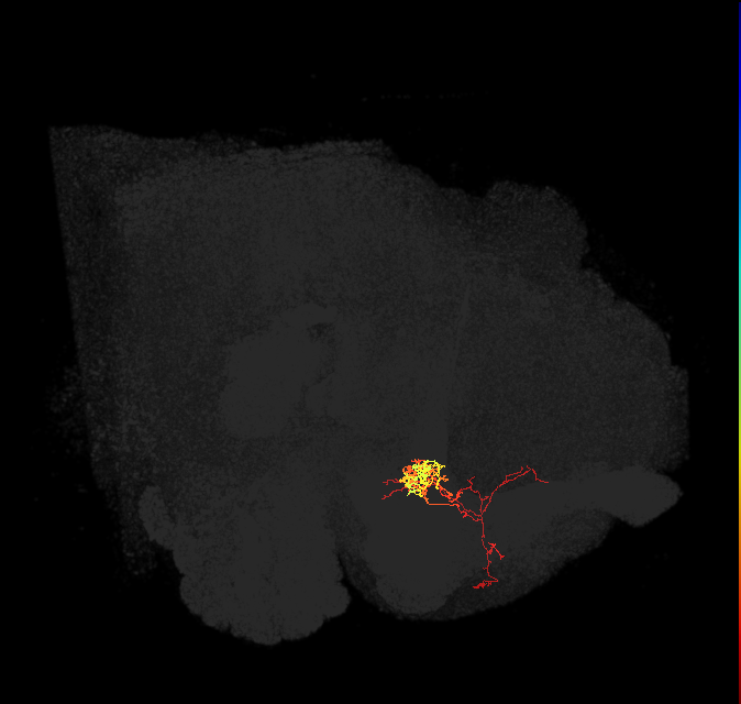 PAM06_a(B&bsol;'2m)_L (FlyEM-HB:1017992752)