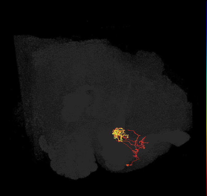 PAM06_a(B&bsol;'2m)_L (FlyEM-HB:1139724251)