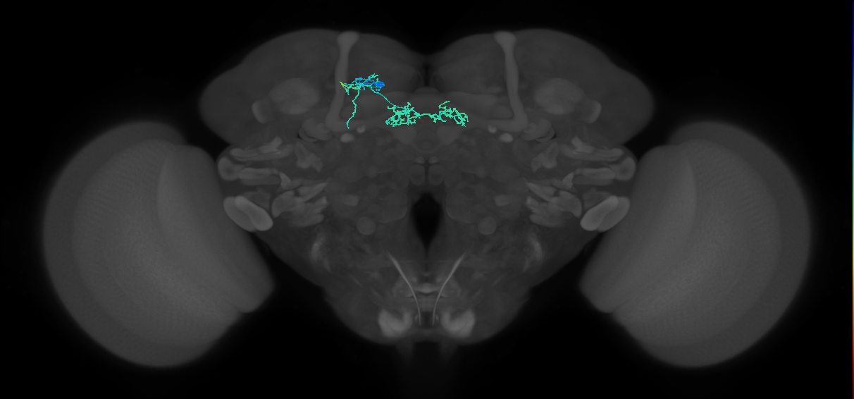 PAM06_a(B&bsol;'2m)_L (FlyEM-HB:1200753289)
