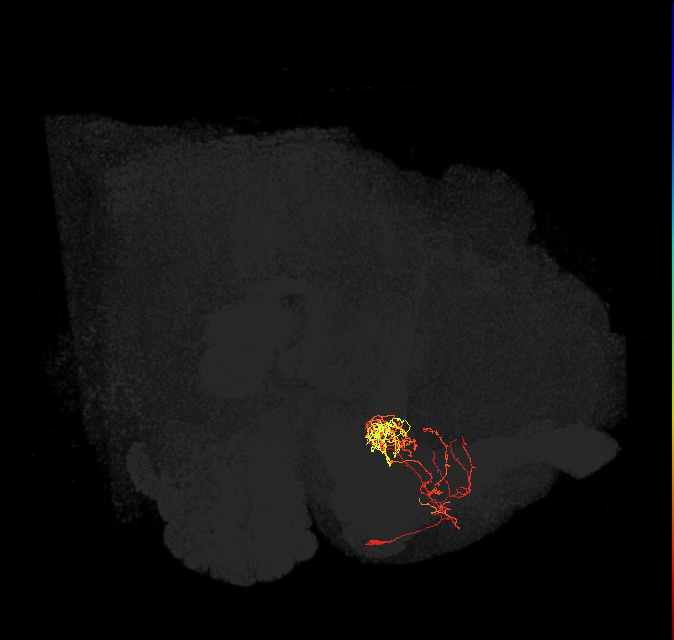 PAM06_a(B&bsol;'2m)_L (FlyEM-HB:923869685)