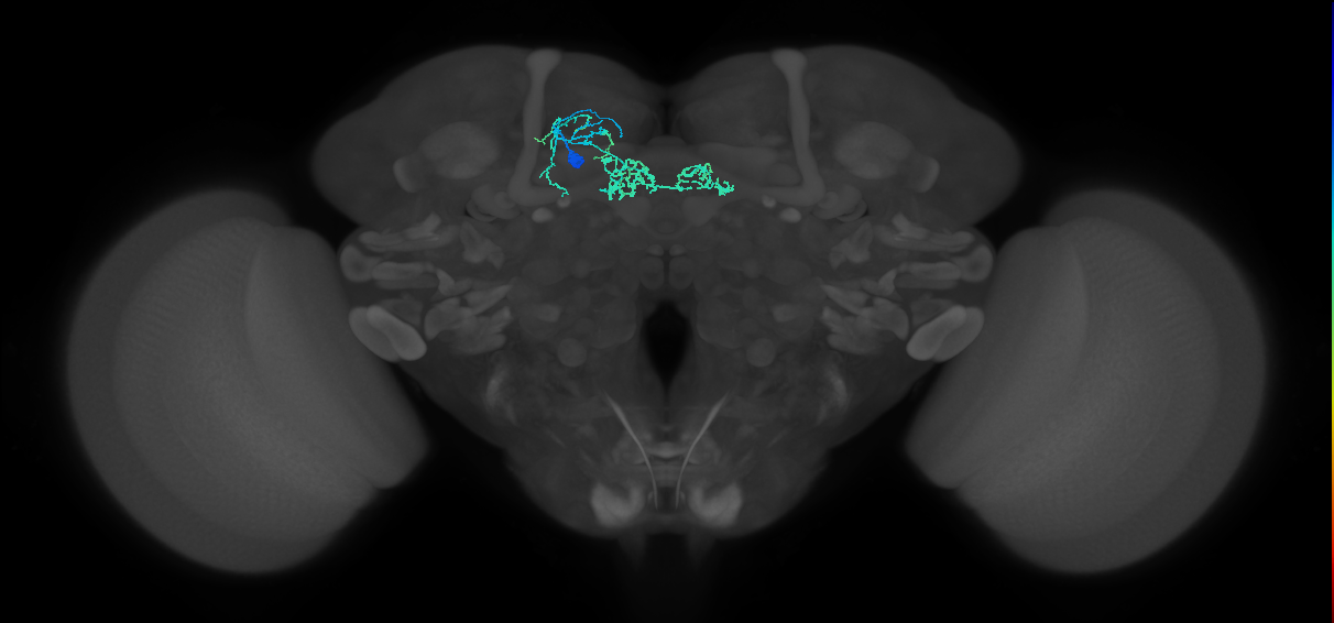 PAM06_a(B&bsol;'2m)_L (FlyEM-HB:923869685)