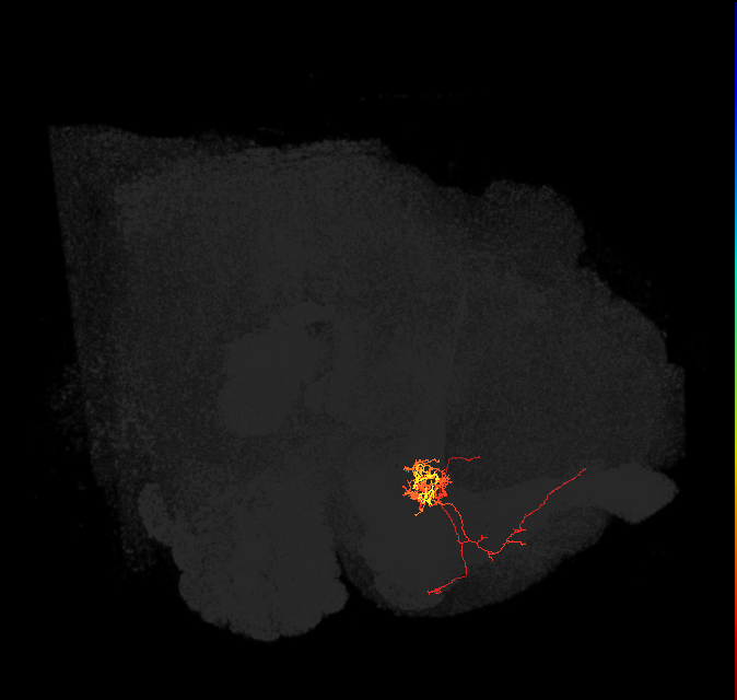 PAM06_b(B&bsol;'2m)_L (FlyEM-HB:798585556)