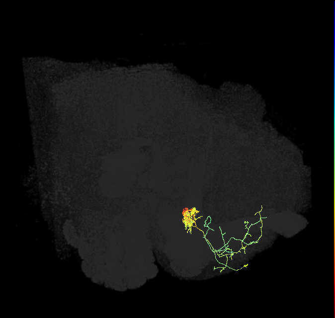 PAM06_b(B&bsol;'2m)_R (FlyEM-HB:5812982091)