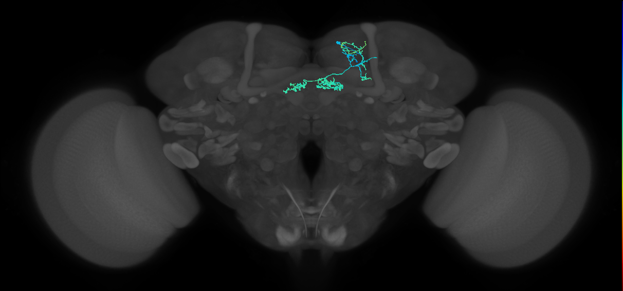 PAM06_b(B&bsol;'2m)_R (FlyEM-HB:5812982091)