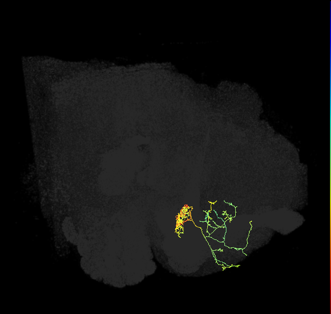 PAM06_b(B&bsol;'2m)_R (FlyEM-HB:834044577)