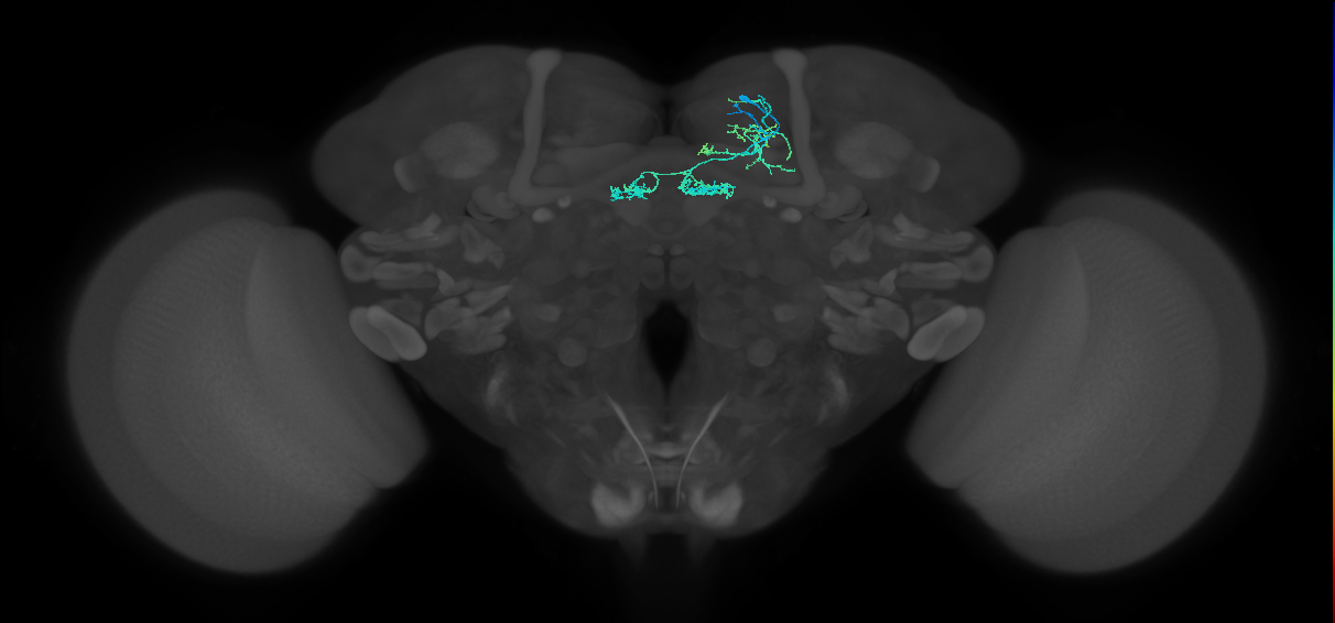 PAM06_b(B&bsol;'2m)_R (FlyEM-HB:834044577)