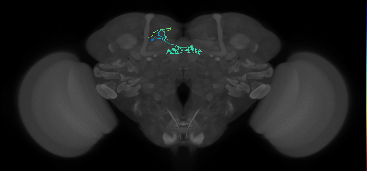 PAM06_b(B&bsol;'2m)_L (FlyEM-HB:1262744824)