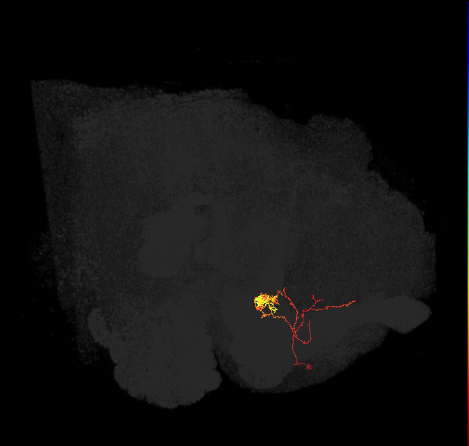 PAM06_b(B&bsol;'2m)_L (FlyEM-HB:5813048214)
