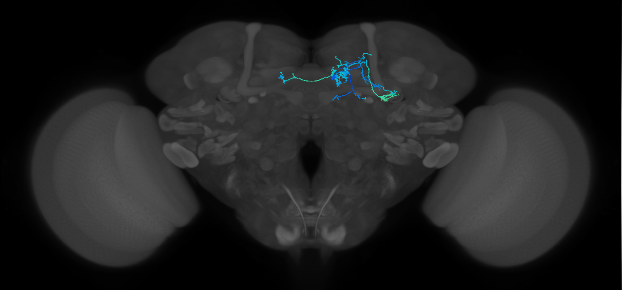 PAM07(y4<y1y2)_R (FlyEM-HB:5813109941)