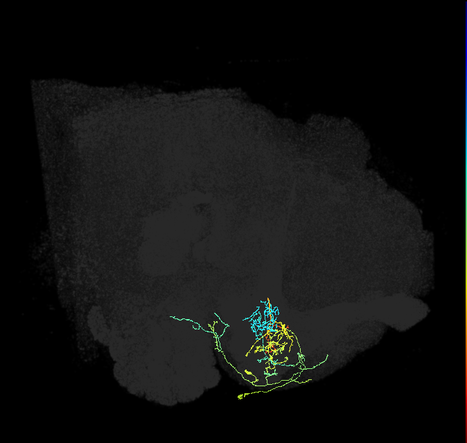 PAM07(y4<y1y2)_R (FlyEM-HB:1141687128)