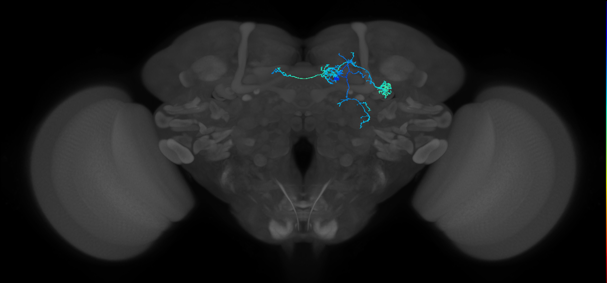 PAM07(y4<y1y2)_R (FlyEM-HB:1141687128)