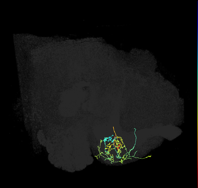 PAM07(y4<y1y2)_R (FlyEM-HB:1204175835)