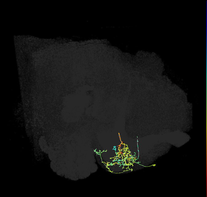 PAM07(y4<y1y2)_R (FlyEM-HB:1142011140)