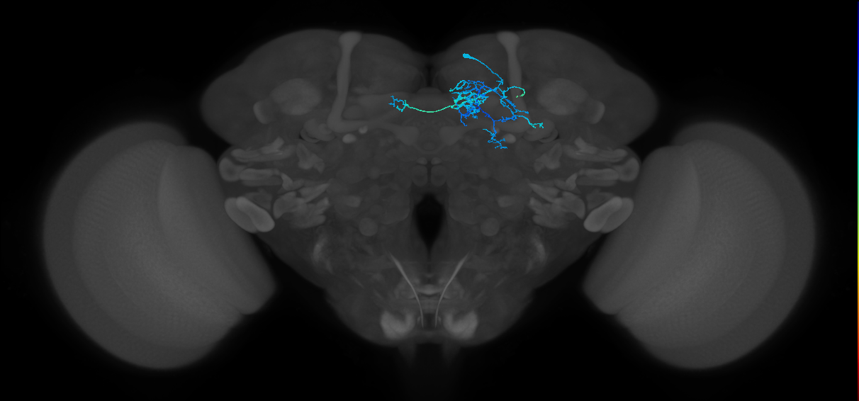 PAM07(y4<y1y2)_R (FlyEM-HB:1142011140)
