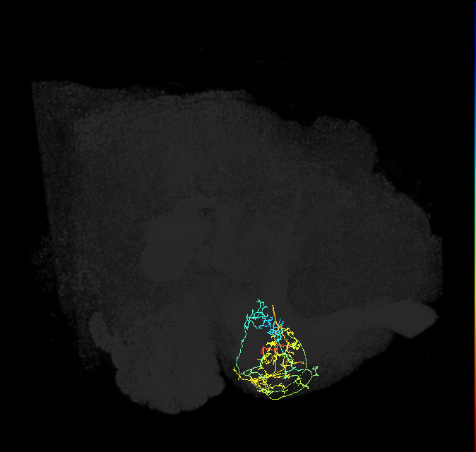 PAM07(y4<y1y2)_R (FlyEM-HB:1050249677)