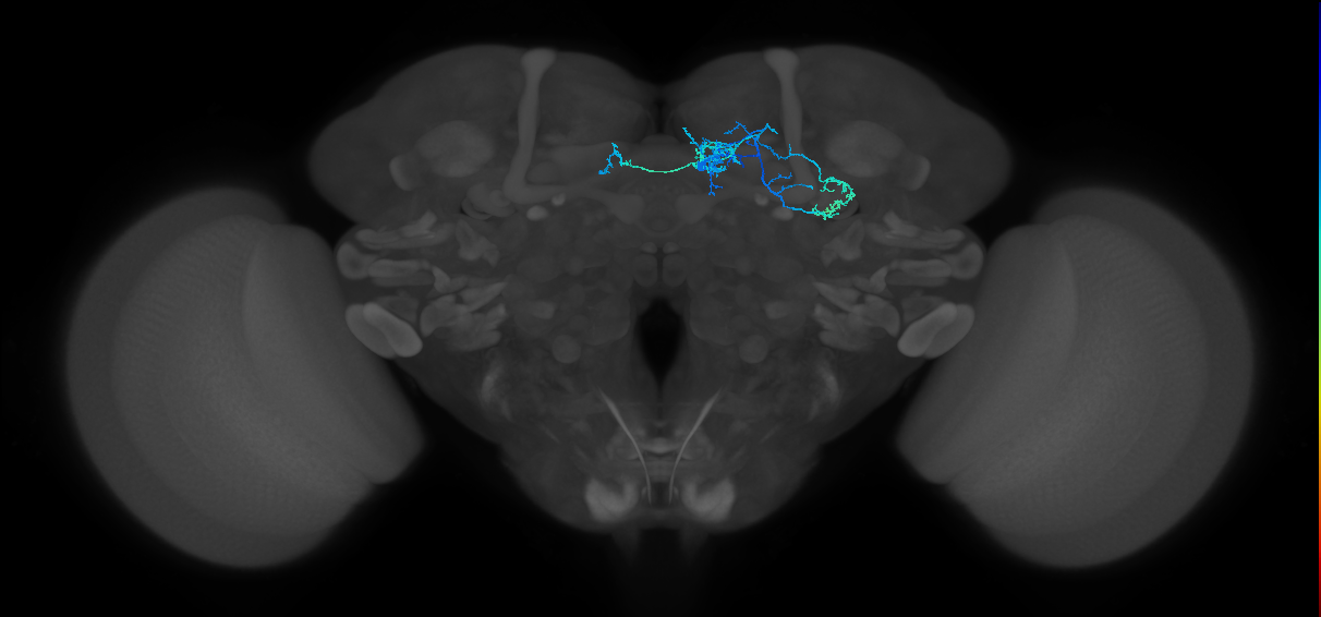 PAM07(y4<y1y2)_R (FlyEM-HB:1050249677)
