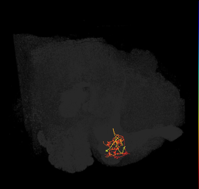 PAM07(y4<y1y2)_L (FlyEM-HB:1202470836)