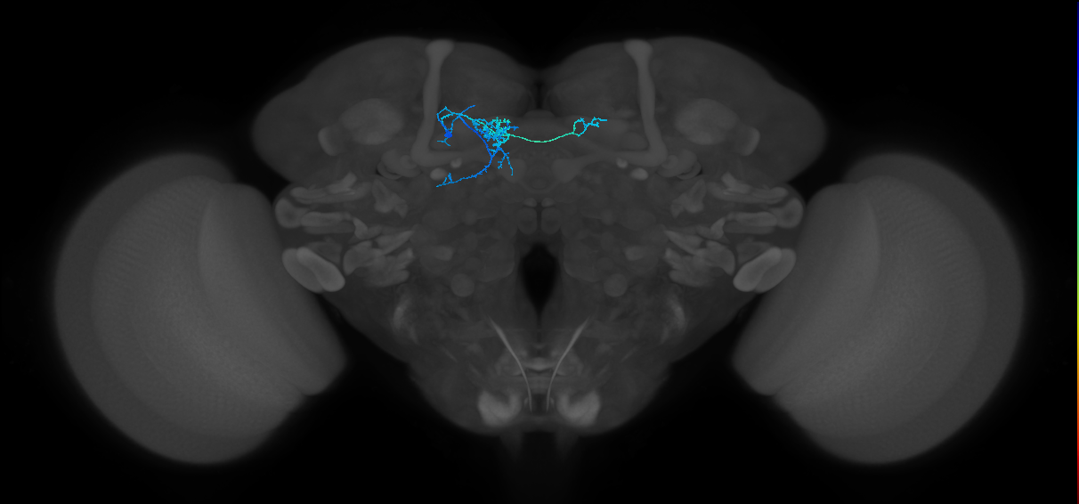 PAM07(y4<y1y2)_L (FlyEM-HB:1081434698)