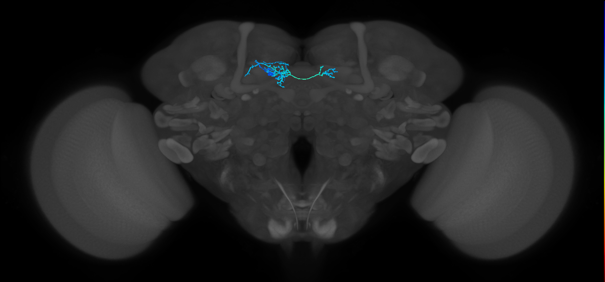 PAM07(y4<y1y2)_L (FlyEM-HB:1172446164)