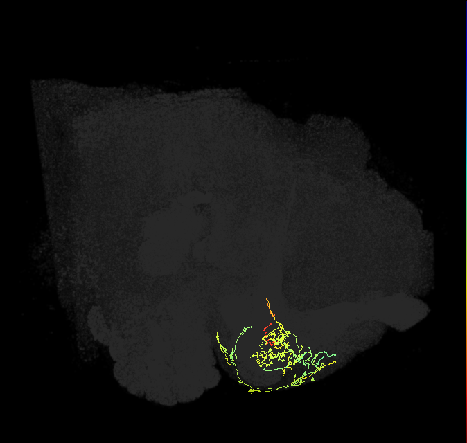 PAM08_a(y4)_R (FlyEM-HB:1142356576)