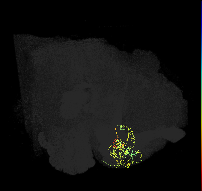 PAM08_a(y4)_R (FlyEM-HB:956138930)